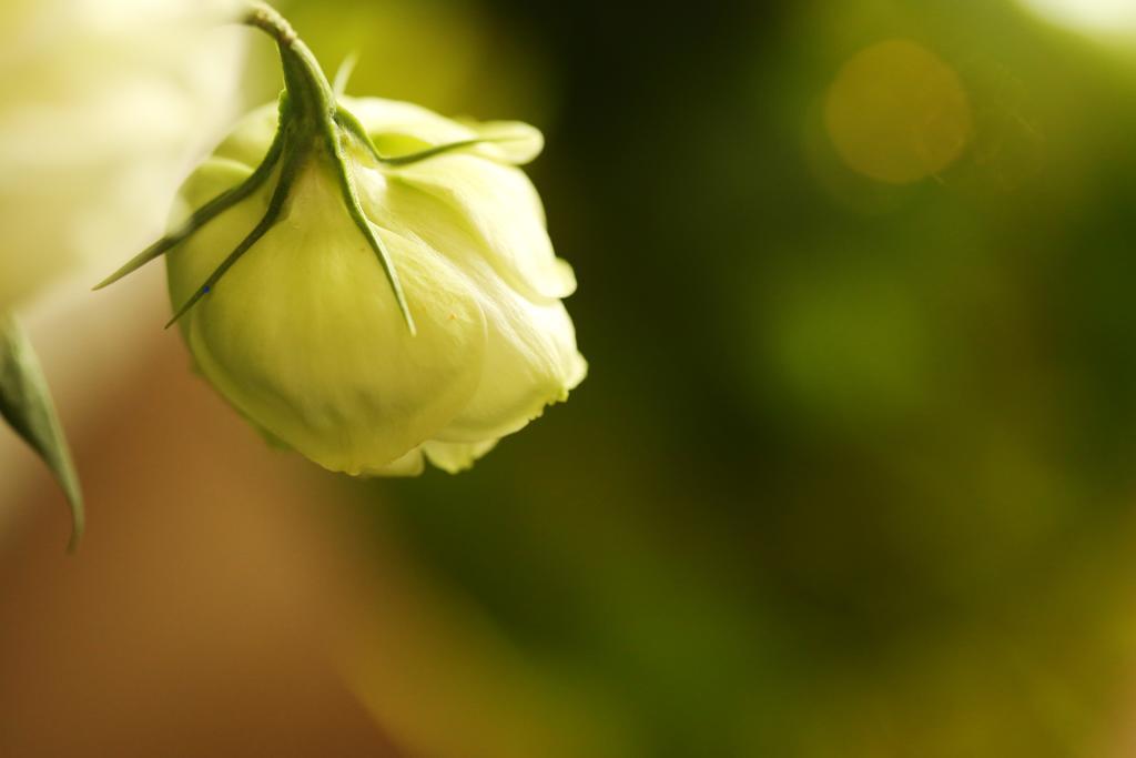 Blooming Lotus.Waterclouds.หางโจว ภายนอก รูปภาพ