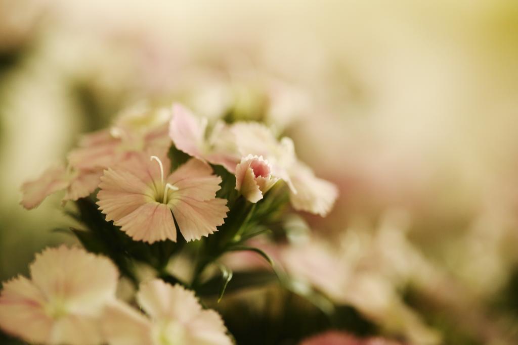 Blooming Lotus.Waterclouds.หางโจว ภายนอก รูปภาพ